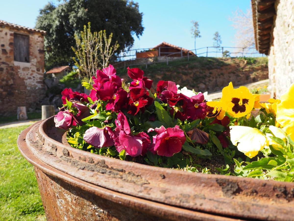 Mas Cal Sastre Guest House Sant Hilari Sacalm Exterior photo